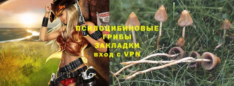 закладки  Питкяранта  Псилоцибиновые грибы Psilocybe 